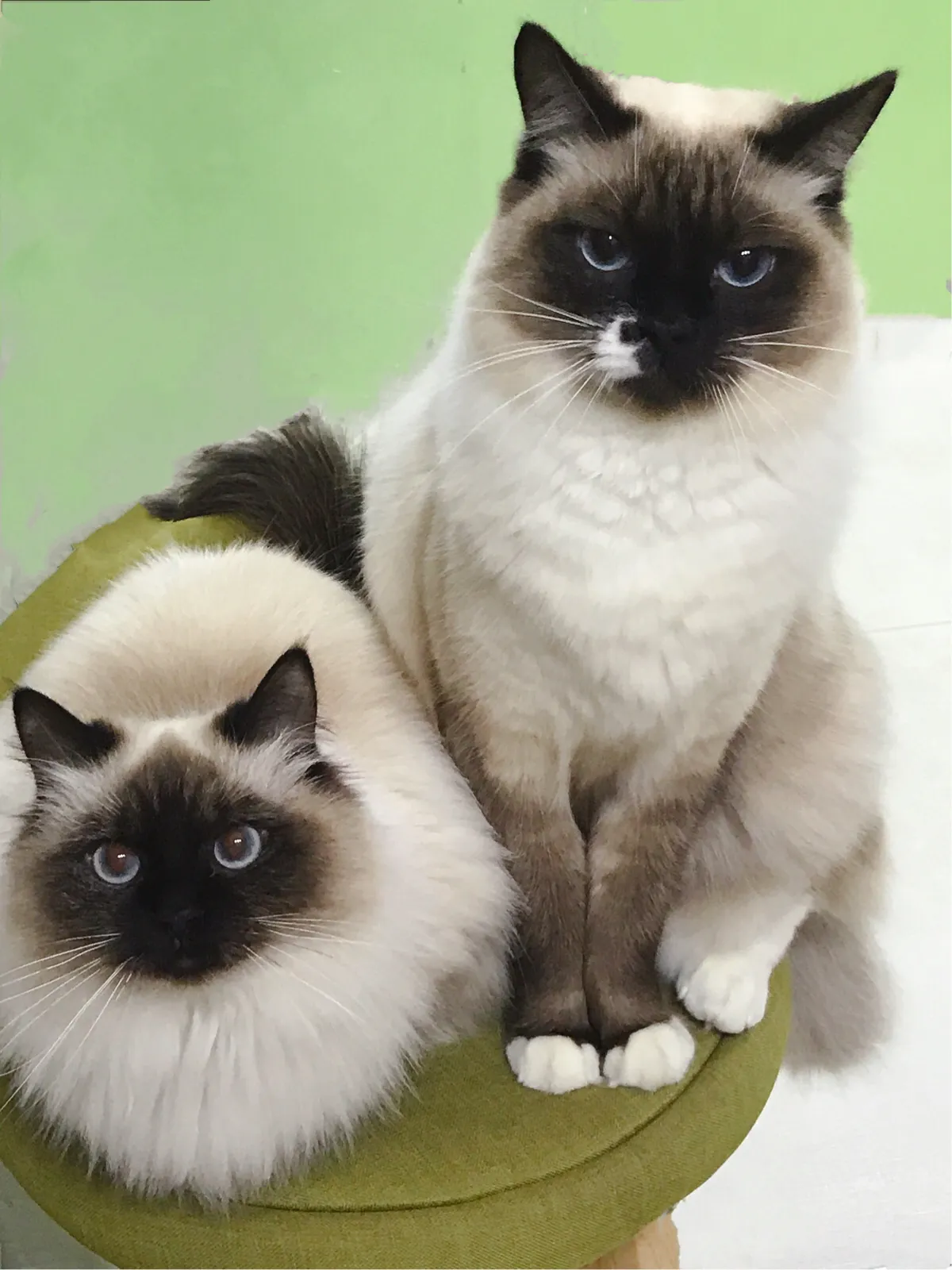 猫咪绝育多少钱（猫咪绝育价格表一般多少钱）