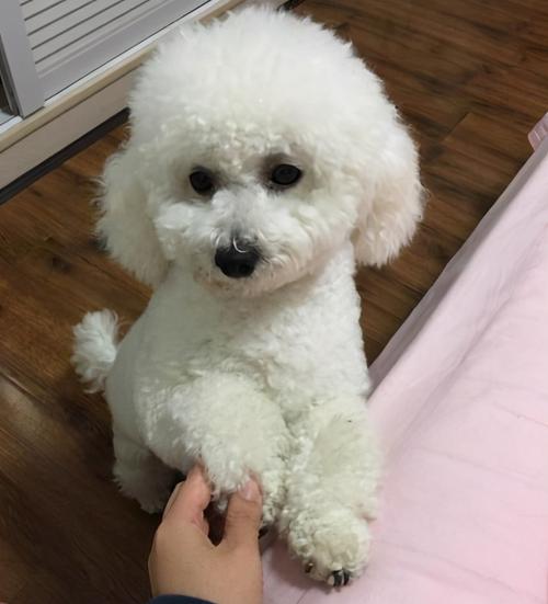 怎么训练比熊狗狗听话（如何训练比熊犬不乱叫）