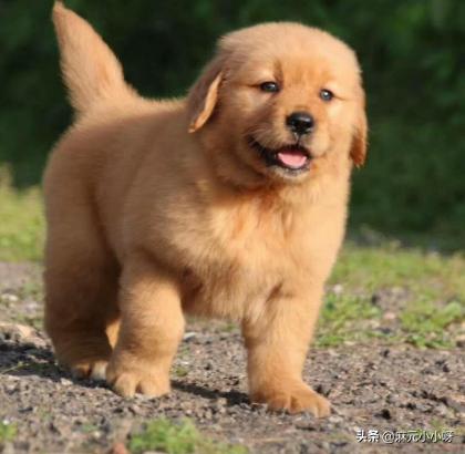 金毛犬平均能活多大（金毛狗狗最多能活多少年）