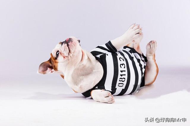 狗狗绝育好不好（狗狗绝育好不好专业名医解答）