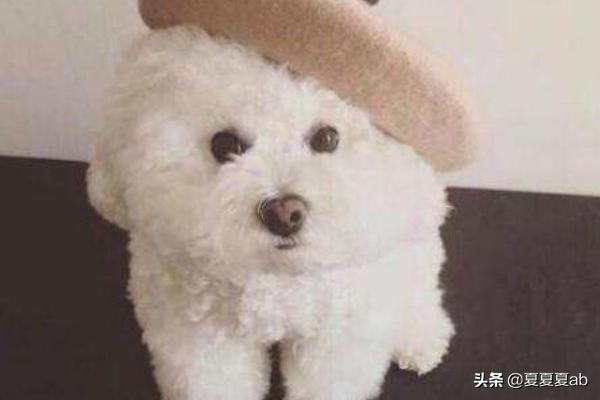狗感冒有什么症状（狗狗感冒了怎么治疗简单有效）