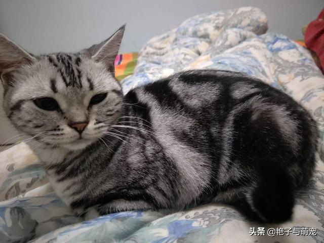 猫几个月大发情，公猫多大开始发情？