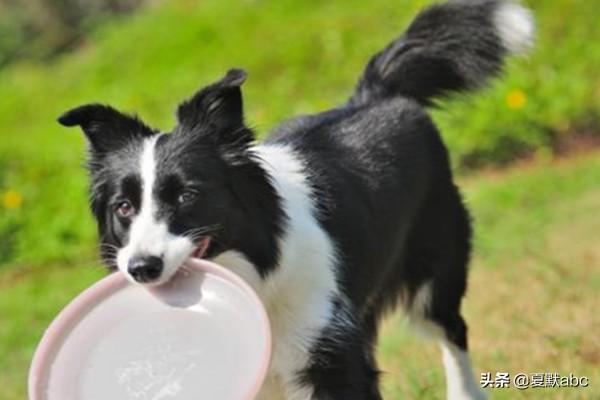 揭秘边境牧羊犬有什么优缺点