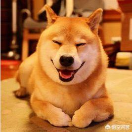 常见的日本犬（常见的日本犬品种）