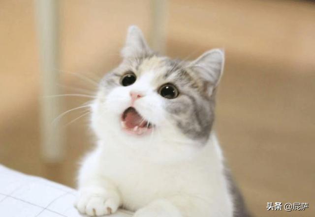 猫可以吃鸡蛋吗（猫可以吃鸡蛋白吗）