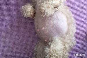 怎样给狗避孕 情急之下的避孕方法