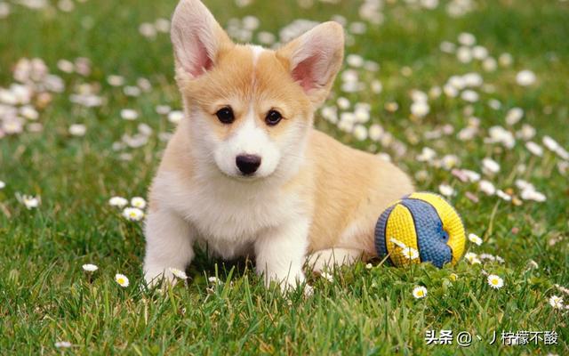 狗狗身上有蜱虫（狗狗身上发现蜱虫怎么处理）