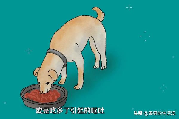 狗狗吐了黄黄粘稠液体跟白沫