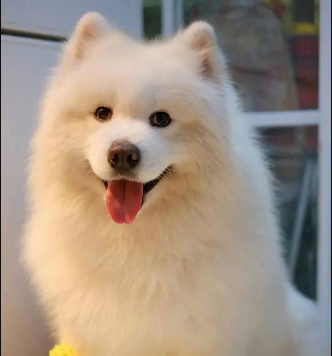 萨摩耶犬品种资料简介（萨摩耶犬属于什么犬种）
