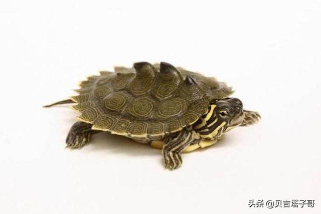 地图龟的简介（地图 龟）