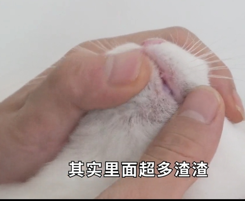 猫咪黑下巴怎么治（猫咪黑下巴发炎怎么治）