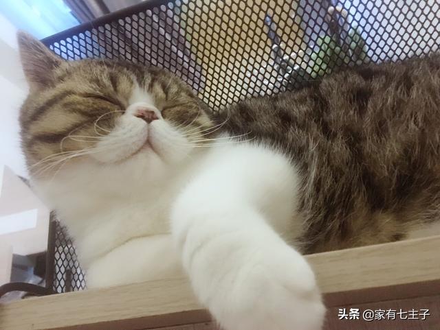 幼猫太脏了 不能洗澡怎么办（幼猫太脏了可以洗澡吗）