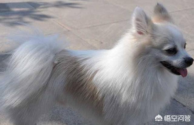 猎狐犬多少钱（猎狐犬打猎怎么样）
