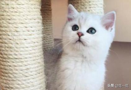 猫砂多久换一次（猫砂多久换一次需要全部倒掉吗）