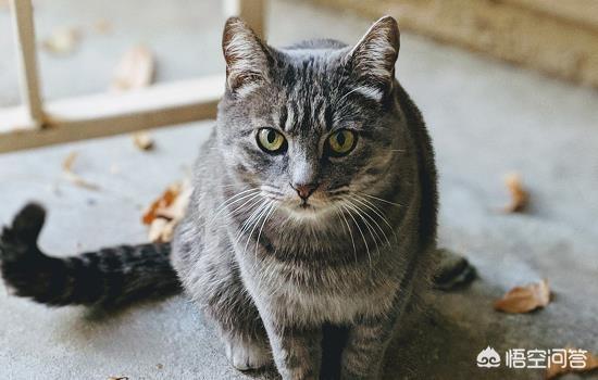 猫交配需要多长时间 应选择安静的地方
