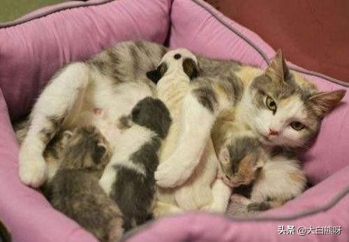 猫咪怀孕的时间多久（猫咪的怀孕时间是多久）