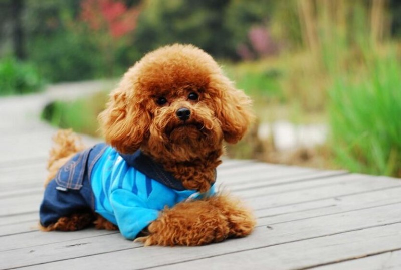 泰迪犬多少钱一只？泰迪犬价格贵吗？
