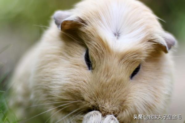 天竺鼠吃什么 荷兰猪宝宝的喂养