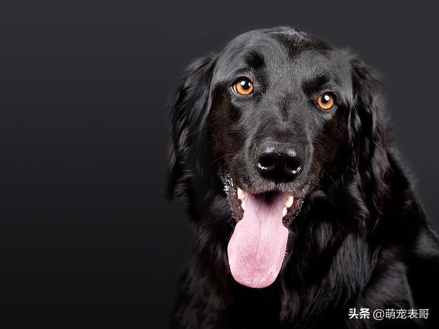 母狗发情期表现   不同品种表现不同
