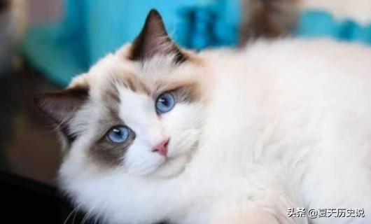 猫咪怀孕多久才生（猫咪怀孕快生了的征兆）