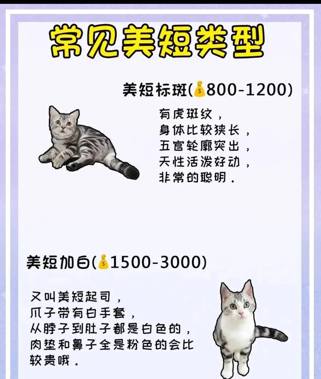 求猫咪品种如何鉴定的方法（鉴定猫猫品种）