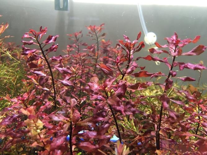 水草品种简介之红丁香（水草红丁香怎么养）