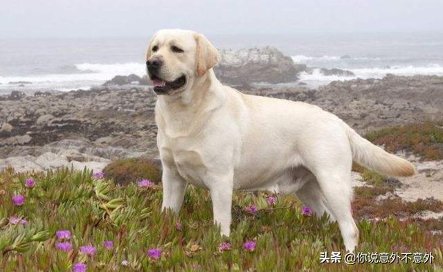 拉布拉多好不好养（拉布拉多好不好养吃什么）
