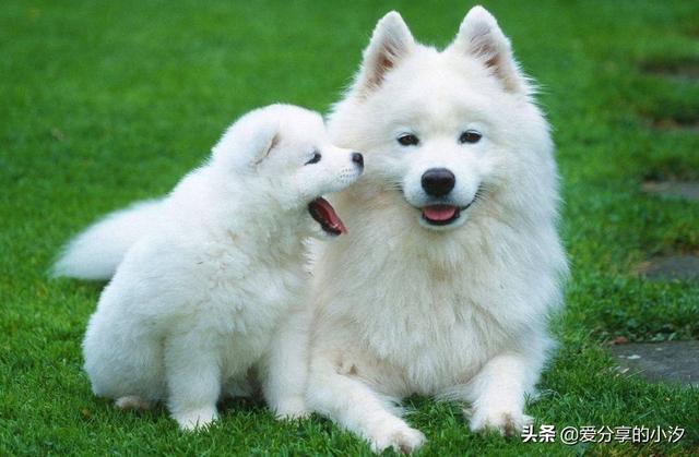 了解狗狗的生活习性（狗狗上厕所的习性）