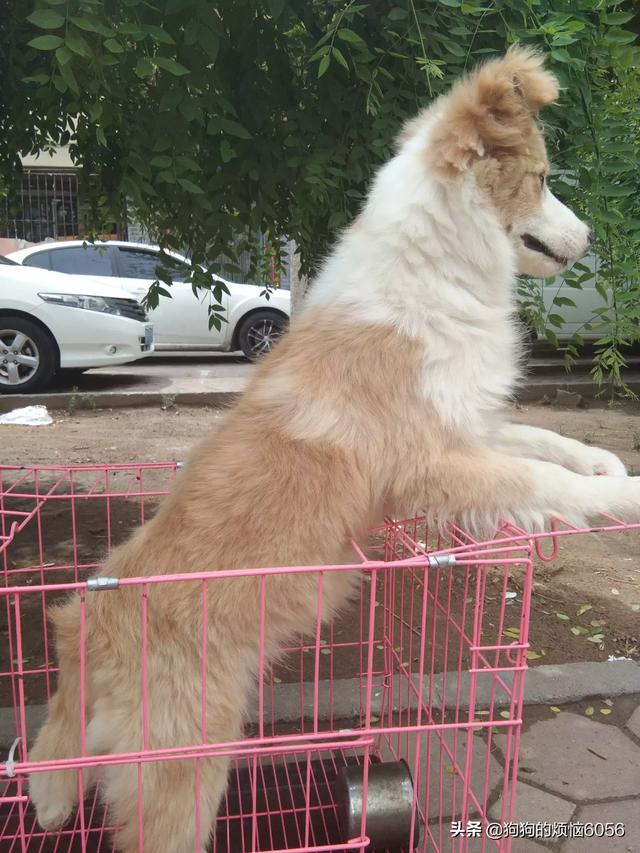 狗怀孕症状是什么？（狗怀孕了什么症状）