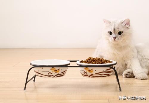 猫咪拉肚子怎么办，为什么小猫拉稀？