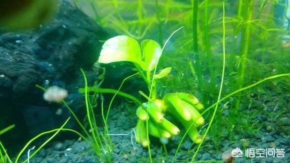 水草品种简介之香蕉草（香蕉水草能活多久）
