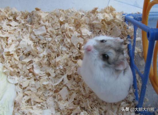仓鼠喝牛奶了会死吗（仓鼠喝牛奶之后为什么没拉肚子）