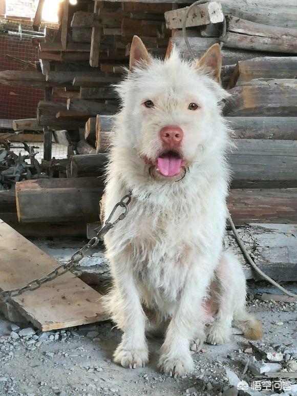 最好的猎犬品种（最好的猎犬品种能嗅出去多远）