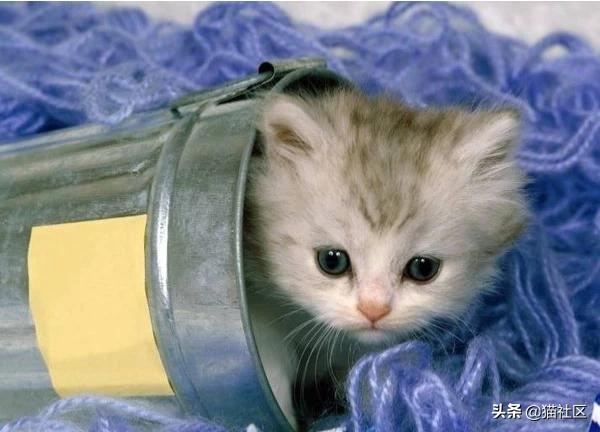 猫洗脸意味着什么（猫吃完洗脸意味着什么）