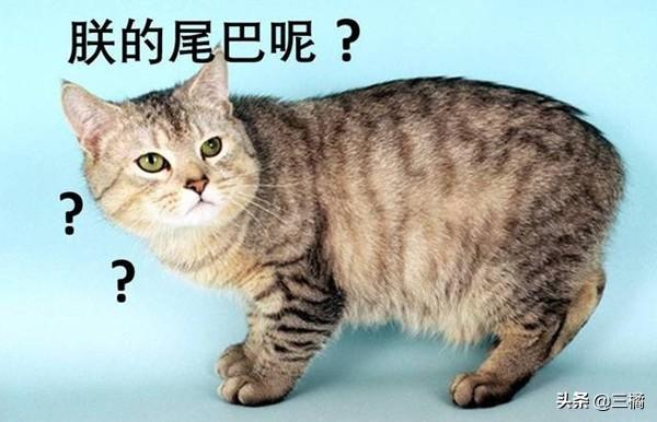 马恩岛猫的基本资料介绍（马恩岛游记）