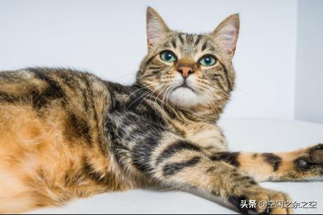 小猫什么时候打疫苗，猫几个月打疫苗？