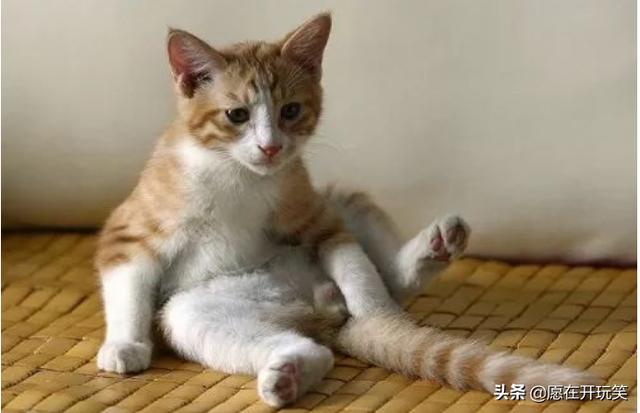 猫咪便秘能自愈吗（治疗猫咪便秘的小妙招）