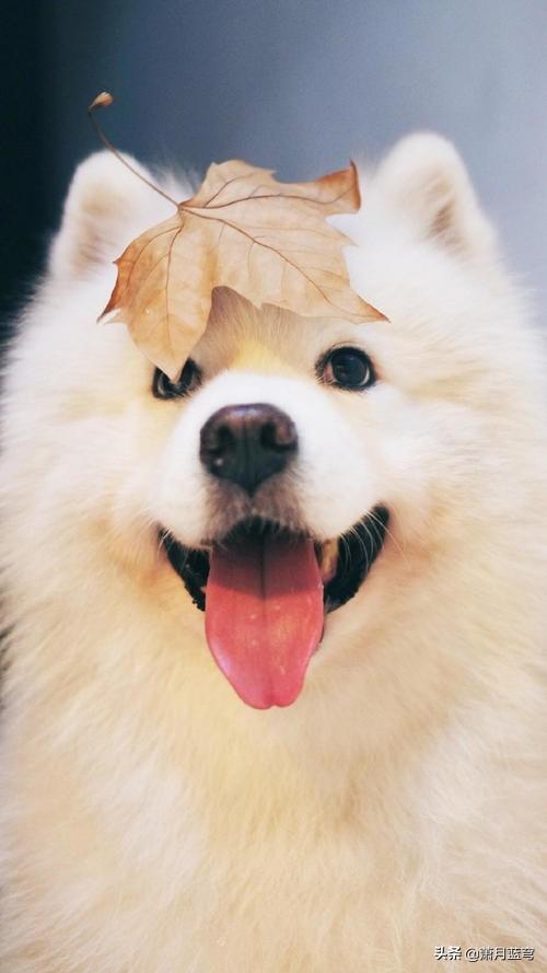 土狗是什么狗 土狗其实就是狗的品种不纯
