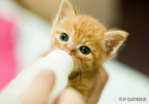两个月的猫咪怎么喂养（两个月的猫咪怎么喂养营养膏）