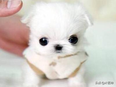 茶杯犬为什么不能养（茶杯犬为什么不好养活）
