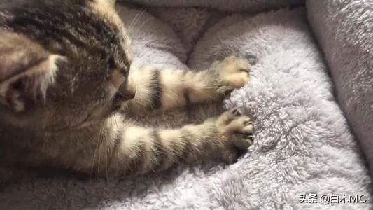 猫踩奶啥意思（猫在主人身上踩奶是什么意思）