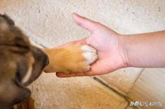 小狗喜欢舔人脚什么原因（小狗喜欢舔人脚什么原因引起的）