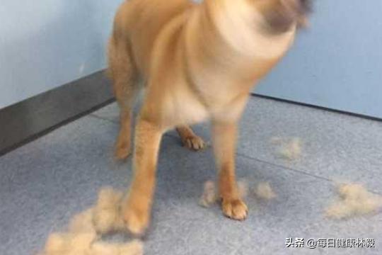 给狗洗澡的正确步骤_波奇网（给狗狗洗澡的步骤）