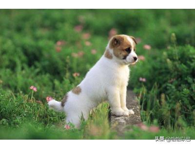 狗拉肚子怎么办（狗拉肚子怎么办最快的方法）