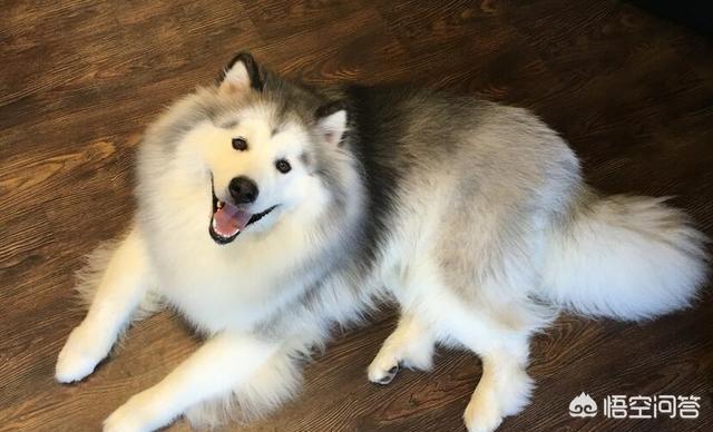 阿拉斯加犬好养吗 训练它是否有困难