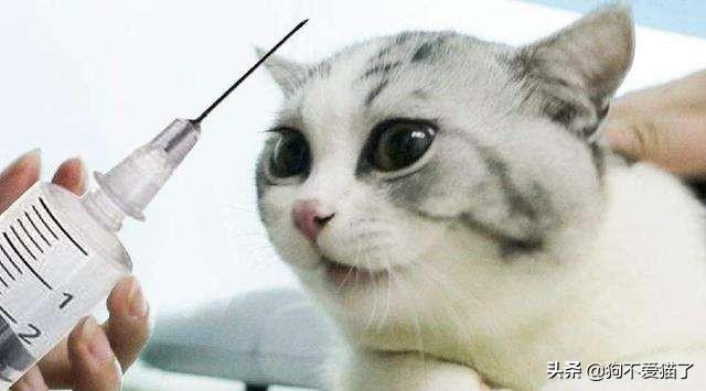 猫鼻支能自愈吗（幼猫得了猫鼻支能自愈吗）