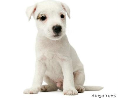 幼犬冠状病毒初期症状_幼犬冠状病毒初期症状有哪些