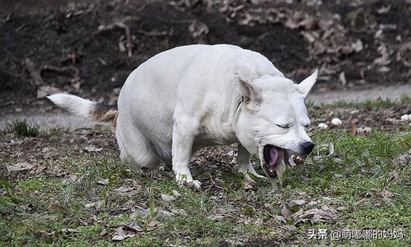 细小病毒是什么（细小病毒是什么检查项目）