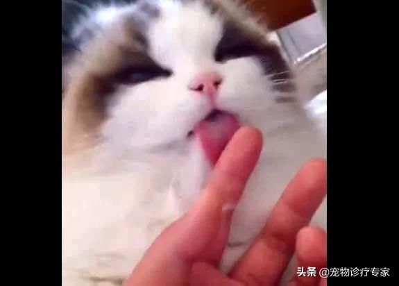 一个月小猫吃什么（一个多月小猫怎么喂养比较好）