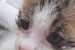 两个月小猫眼屎多是什么原因